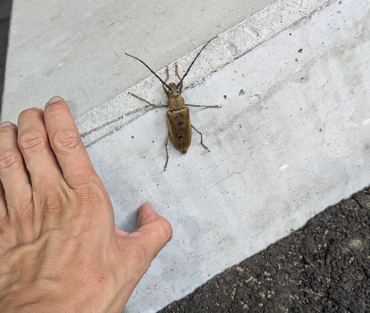 tomoaian's tweet photo. 大雨から逃げてきた
めちゃデカいカミキリ虫いた https://t.co/77VQ8HZTss