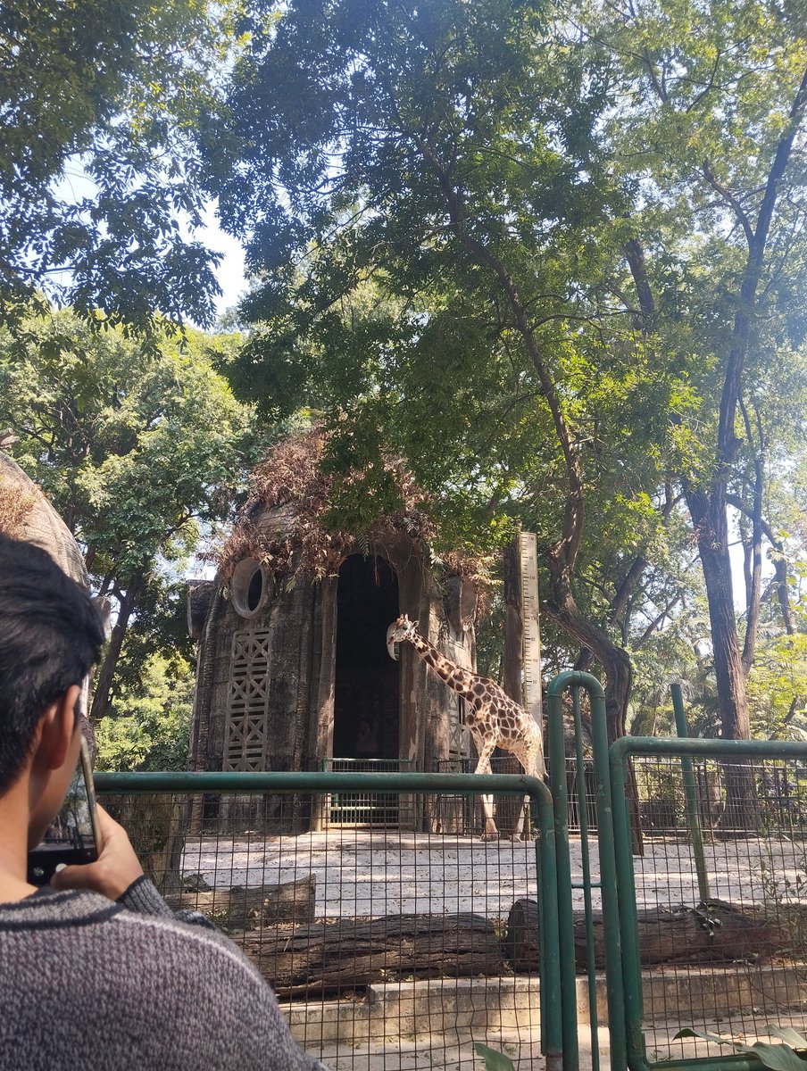 kiyelcaa's tweet photo. a day well spent 🌿🦒 https://t.co/JqWpnIMxuR