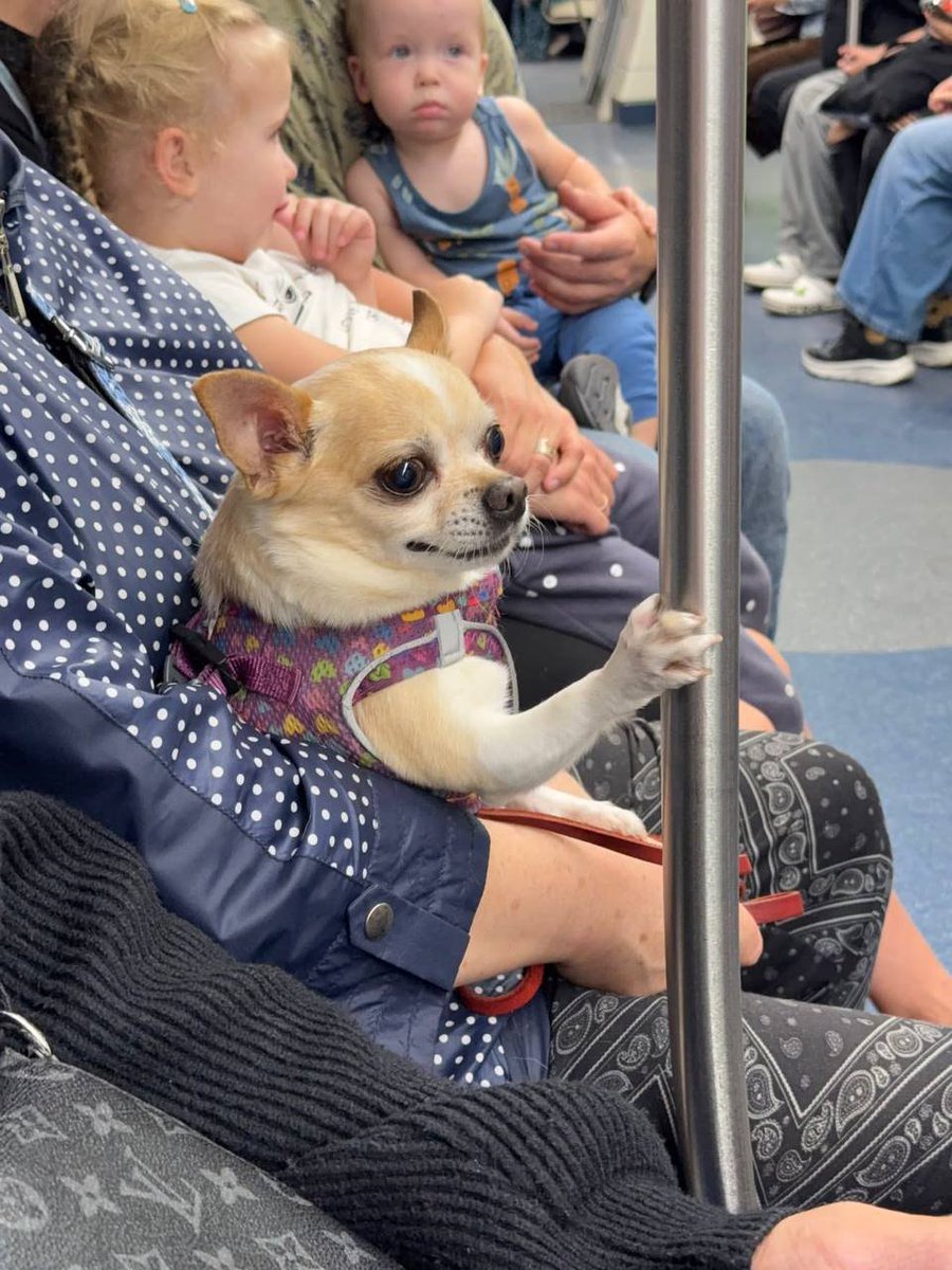 taohuyao's tweet photo. Я хочу чтобы все посмотрели на самого ответственного пассажира московского метро https://t.co/yR10ZPOyDy