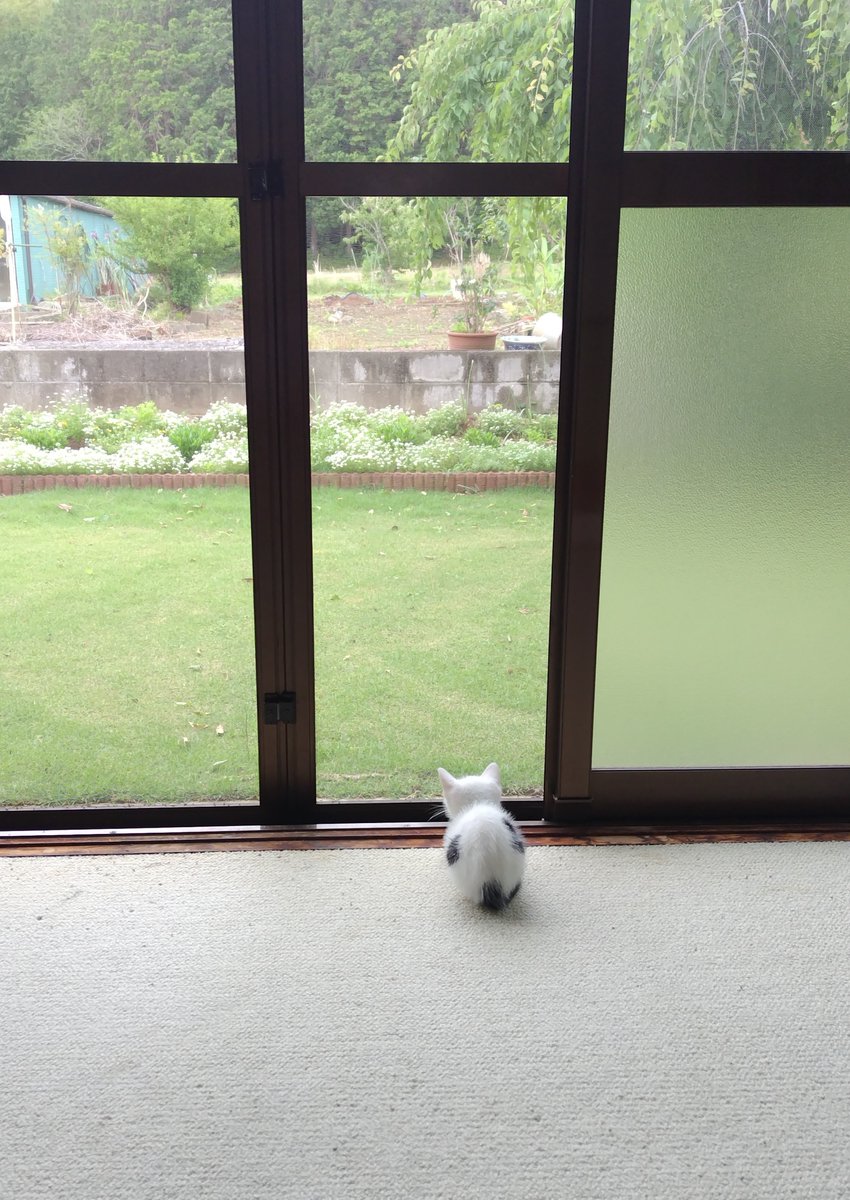 ROkUHANA00's tweet photo. 今日は病院へ行きました
先生から「まだ虫がいますね」と言われ愕然としました

こんなに元気で体重も増えてるのに？

……まめこ体重756g
もう少しお薬がんばります https://t.co/wKL0bxEBfR