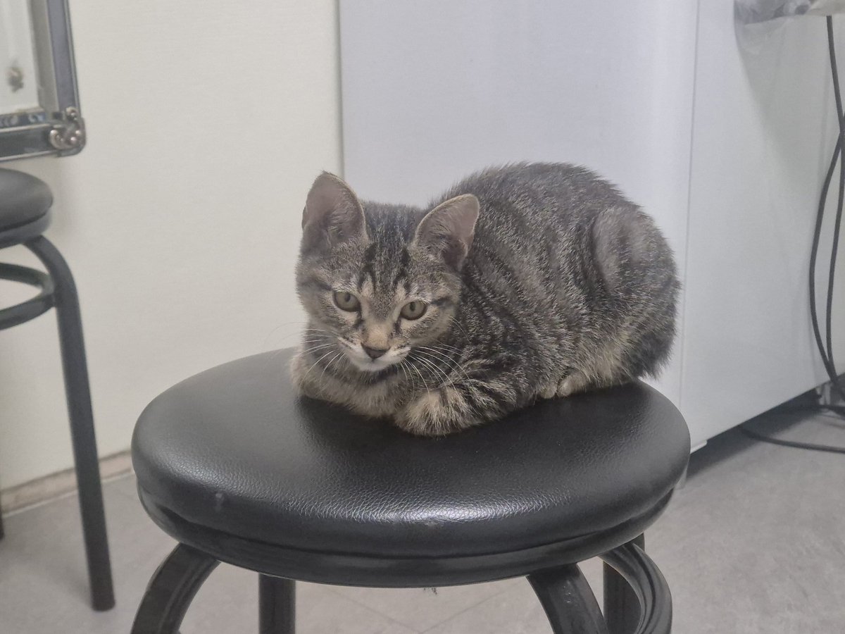 가족 찾는 🐱론빵🐱 tweet media