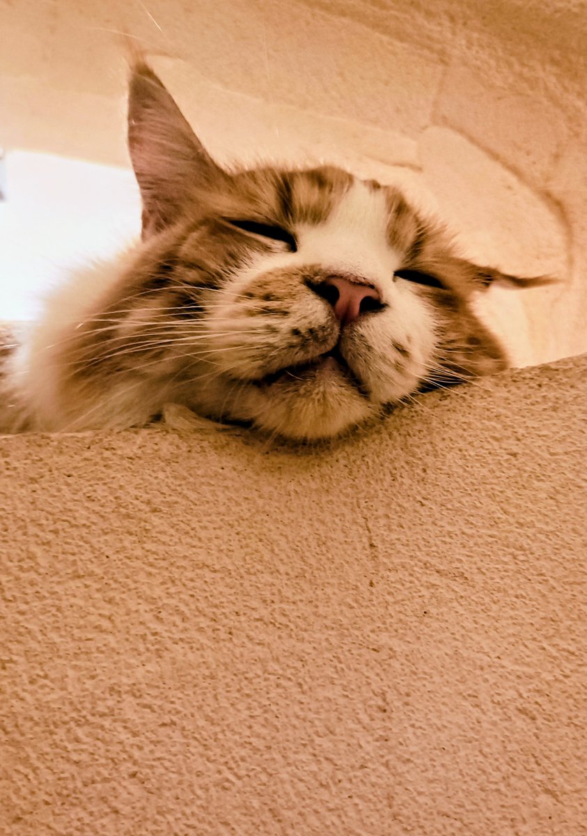 hima20220128's tweet photo. 浮気者って罵られるの覚悟で猫カフェへ
みんなもっちりしてたりライオンみたいなイケメンもいて最高でした😇 https://t.co/38U4CbbTcs