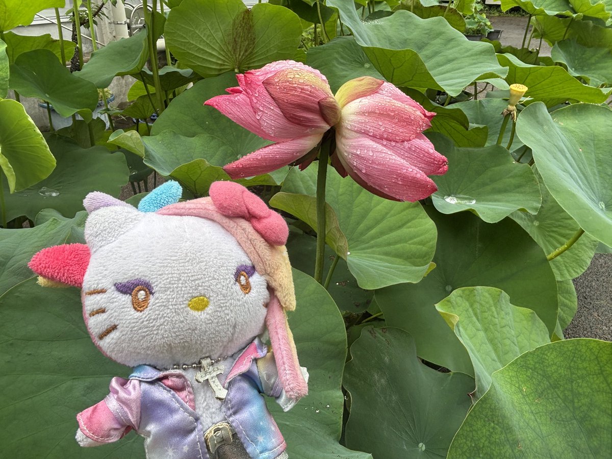 LarmeCoco's tweet photo. 詰め合わせセットに
yoshikittyちゃんはないと言うことは、
こちらオンラインショップで
yoshikittyちゃんGoogsお迎えは、
7月31日まで😱

絶対なもの注文しましたが、
また今月のぞきます。

休店…早速復活を願います🙏✨

いつもありがとうございます

幸運の双子蓮🪷🪷と
#yoshikittyちゃんと一緒 https://t.co/WZVWrM5ZYs