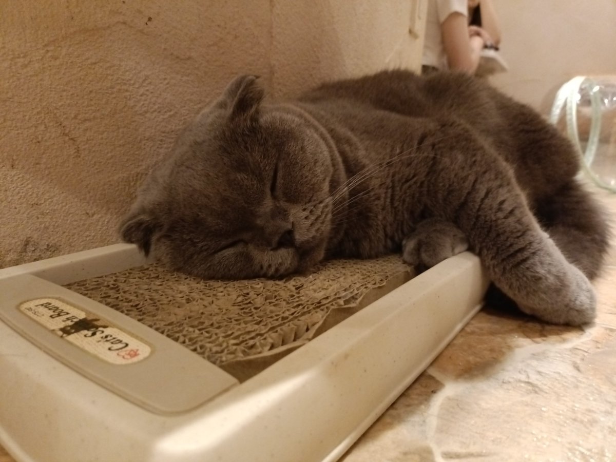 hima20220128's tweet photo. 浮気者って罵られるの覚悟で猫カフェへ
みんなもっちりしてたりライオンみたいなイケメンもいて最高でした😇 https://t.co/38U4CbbTcs