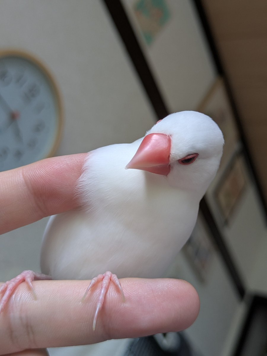 XL文鳥 (@XLBunchou) / Posts / X