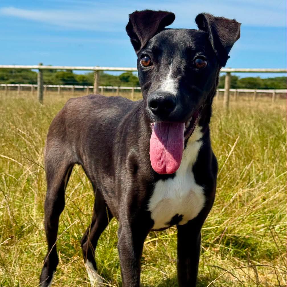 team_greenacres's tweet photo. 🏡A Very Special Foster Home Needed In #Pembrokeshire - Please Read The Post Carefully🏡

Meet Dewi, please take a few moments to read his story

When Dewi, a beautiful young Lurcher (under 1 years old), arrived as a stray, he was desperately underweight. Sadly, while this isn’t unusual, what followed wasn’t what we expected

Despite a carefully managed feeding programme & close monitoring, Dewi simply wasn’t improving. As we got to know this sweet young lad, it became clear that something much more serious was going on

After several Veterinary visits, including one day when he became particularly unwell, Dewi was diagnosed with a serious meningitis-type infection

Our Vets gave us two options: let him go peacefully or commit to a long, intensive treatment programme with a guarded prognosis

When Dewi feels well, he is exactly what a young Lurcher should be —cheeky, affectionate, mischievous & full of life. We simply couldn’t give up on him without giving him every chance

Alongside this, Dewi is also battling digestive problems which require ongoing dietary & medical management. Poor lad really does deserve a break

We are currently managing his care in kennels but the reality is that his treatment will last at least nine months & quite possibly over a year. Even then, his future cannot be guaranteed. We hope with everything we have that he’ll make a slow but full recovery. We have to be honest that there are no promises

🏡That is why we are searching for an exceptional foster home🏡

🏡We need someone who is patient, compassionate & understands that this will be a challenging journey. There will be ups & downs but there is also the opportunity to completely change the life of a young dog who deserves every chance

🐶Dewi absolutely loves other dogs & would thrive with canine companionship

🐶He is kind, gentle, playful & has so much love to give

🏥Greenacres Rescue will remain fully responsible for all of Dewi’s Veterinary treatment & medical costs throughout his foster placement

What we need is:

🏡A foster home within Pembrokeshire

🏡A patient, committed person or family who understands this is a longterm foster with an uncertain outcome

🏡Someone willing to give Dewi the love, comfort & stability that simply can’t be replicated in kennels

🏡Someone able to transport Dewi to appointments at @FentonVets Haverfordwest

We completely understand that this won’t be the right placement for most people & that’s okay. It is a massive commitment & we appreciate how much we’re asking

But if we don’t ask, we’ll never know if Dewi’s perfect person is out there

If you genuinely feel you could offer Dewi the foster home he so desperately needs, please email: 

📧team@greenacresrescue.org.uk 

With your:
 
🏷name
🏡address
☎️contact no.

A member of our team will give you a call to discuss the placement in more detail

🔁If fostering isn’t possible for you, please help us by sharing this post🔁

🙏Together, we might just find the one special home that can give Dewi the chance he deserves🙏

#teamgreenacres #rescue #k9hour #rehomehour #teamzay #StrongerTogether #ittakesavillage #teamworkmakesthedreamwork #wales