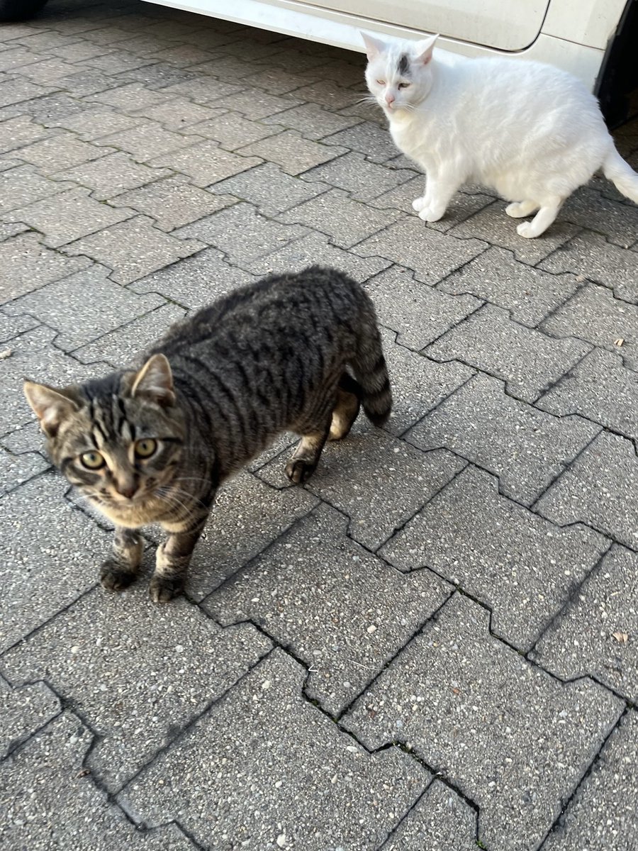 half_straycat's tweet photo. Marshmallow supports Taffy's outdoor playtime 🥰 https://t.co/6CMH4eLp6R