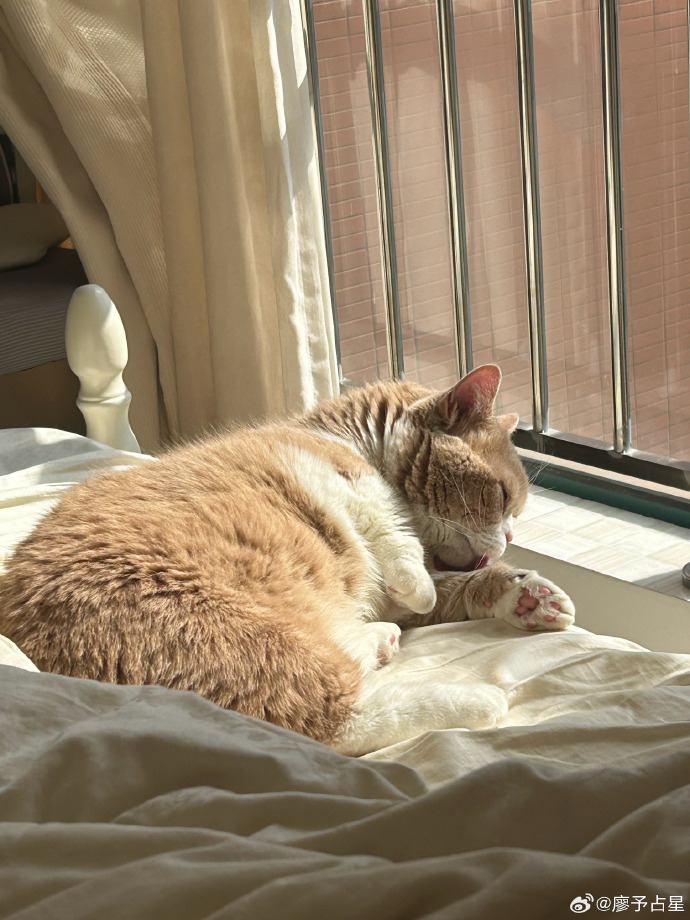 DickNativi95106's tweet photo. Just spent the evening curled up with my fur best friend—no plans, just purrs and warm snuggles that make every busy day feel worth it ， https://t.co/XOHjSldmNC