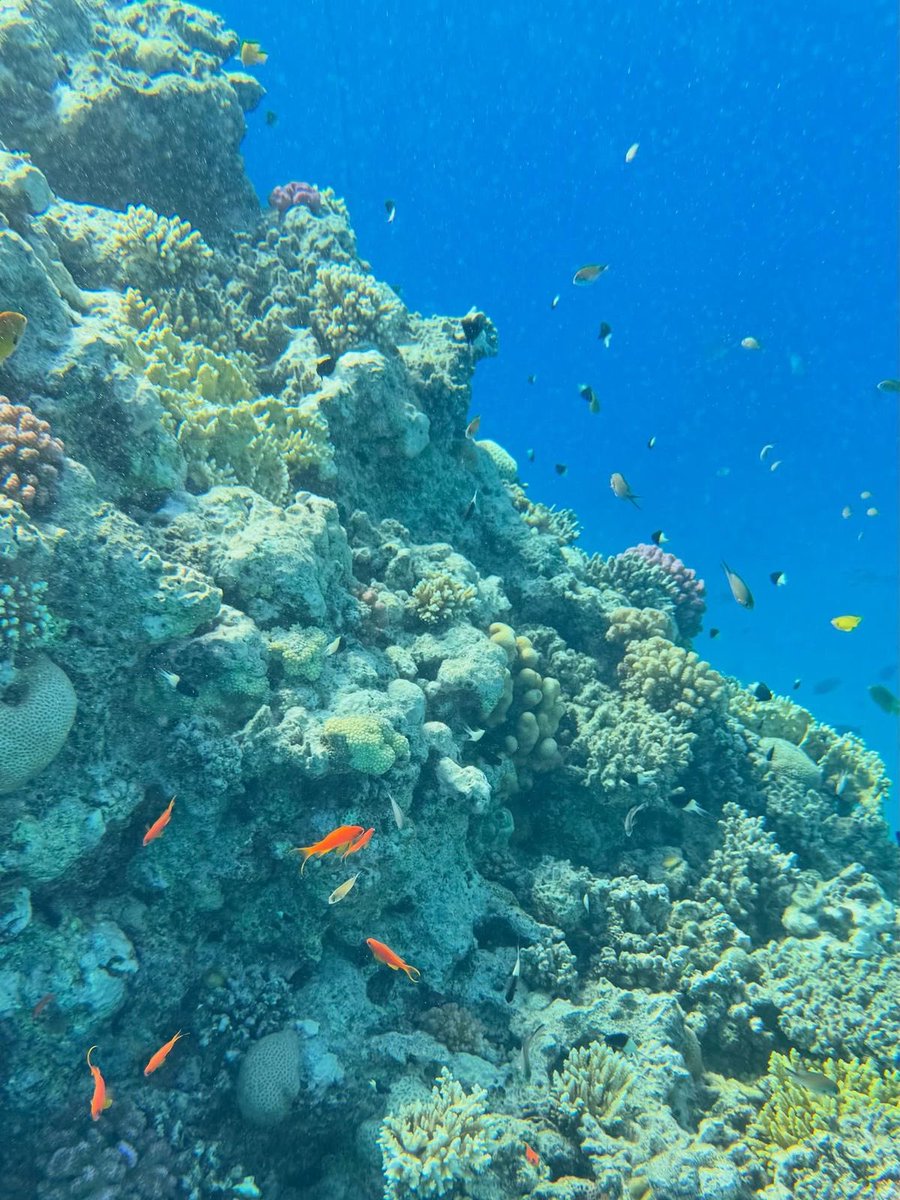 _Naturaee's tweet photo. Sea life https://t.co/92rk1nqhj8