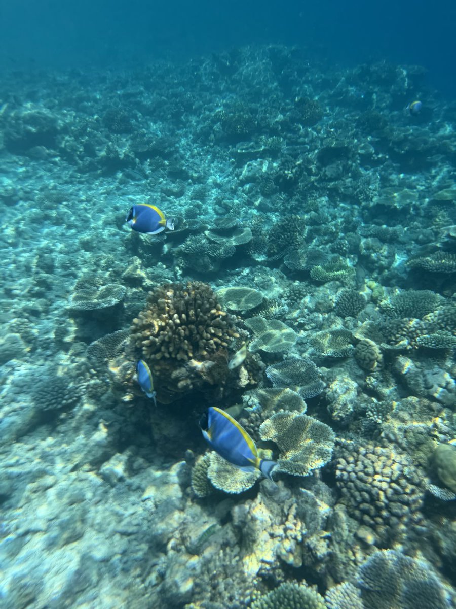 _Naturaee's tweet photo. Sea life https://t.co/92rk1nqhj8