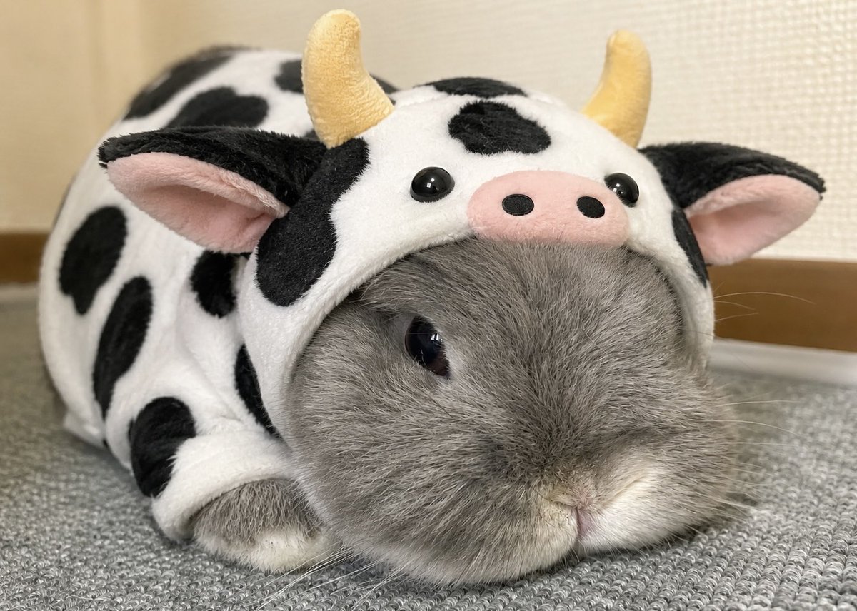Masaruboo's tweet photo. 牛の日🐮
#うさぎ https://t.co/f9ckbq5ACy