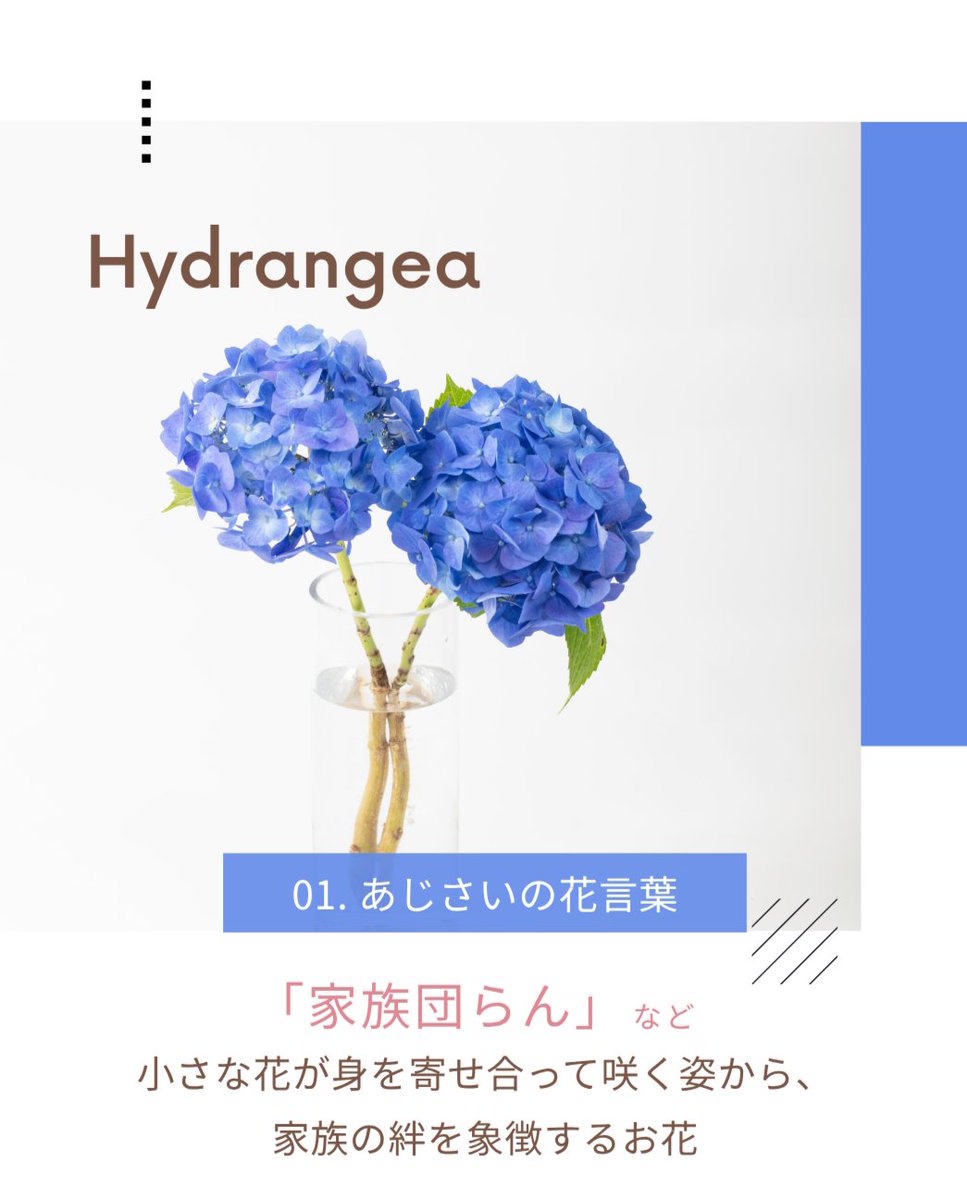 i8791's tweet photo. お花を贈るときや、お部屋にお花を迎えるとき
その花が持つ「花言葉」を知っていると、
日常が少し特別に感じられませんか？☺️🌿

～第1弾 あじさい～ https://t.co/GNi1QMVeVE
