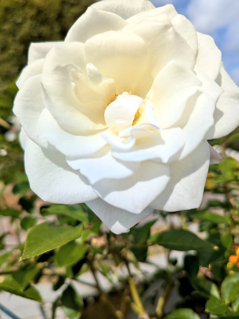 sandra854834098's tweet photo. おはようございます！☺️
日曜日来ましたね☝️
今日は故.父の百ヶ日の
法要です
4月に亡くなってから
3ヶ月が経ちました
暑い中ではありますが
しっかり供養したいと
思います
皆様今日も1日ご安全に🙇 https://t.co/0ZelyM9J5h