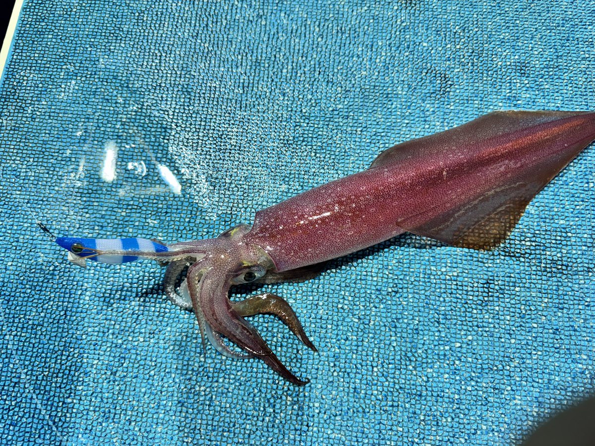 RFUKUSHIMA24's tweet photo. イカメタル🦑
今回は肉厚でサイズが良い https://t.co/rs0GtqlY9D