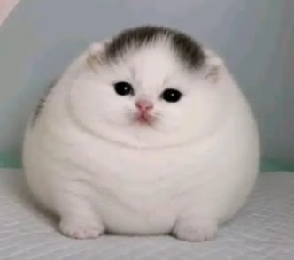 bigfatchud6767's tweet photo. how  pinterest  views  you  ⊹₊ ⋆  
๑  ( your  name )  core 
๑  cat 
๑  album  cover 
๑  drink  

can you tell im procrastinating math https://t.co/1loVjCiFKg
