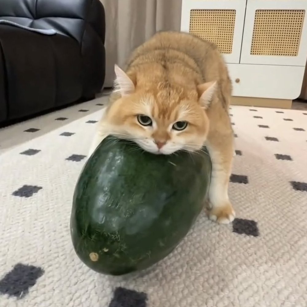 AMAZlNGNATURE's tweet photo. A new summer trend in China has pets relaxing on giant winter melons

The melons stay naturally cool for hours, giving cats and dogs a refreshing place to lie down https://t.co/6c1iDR0qLY