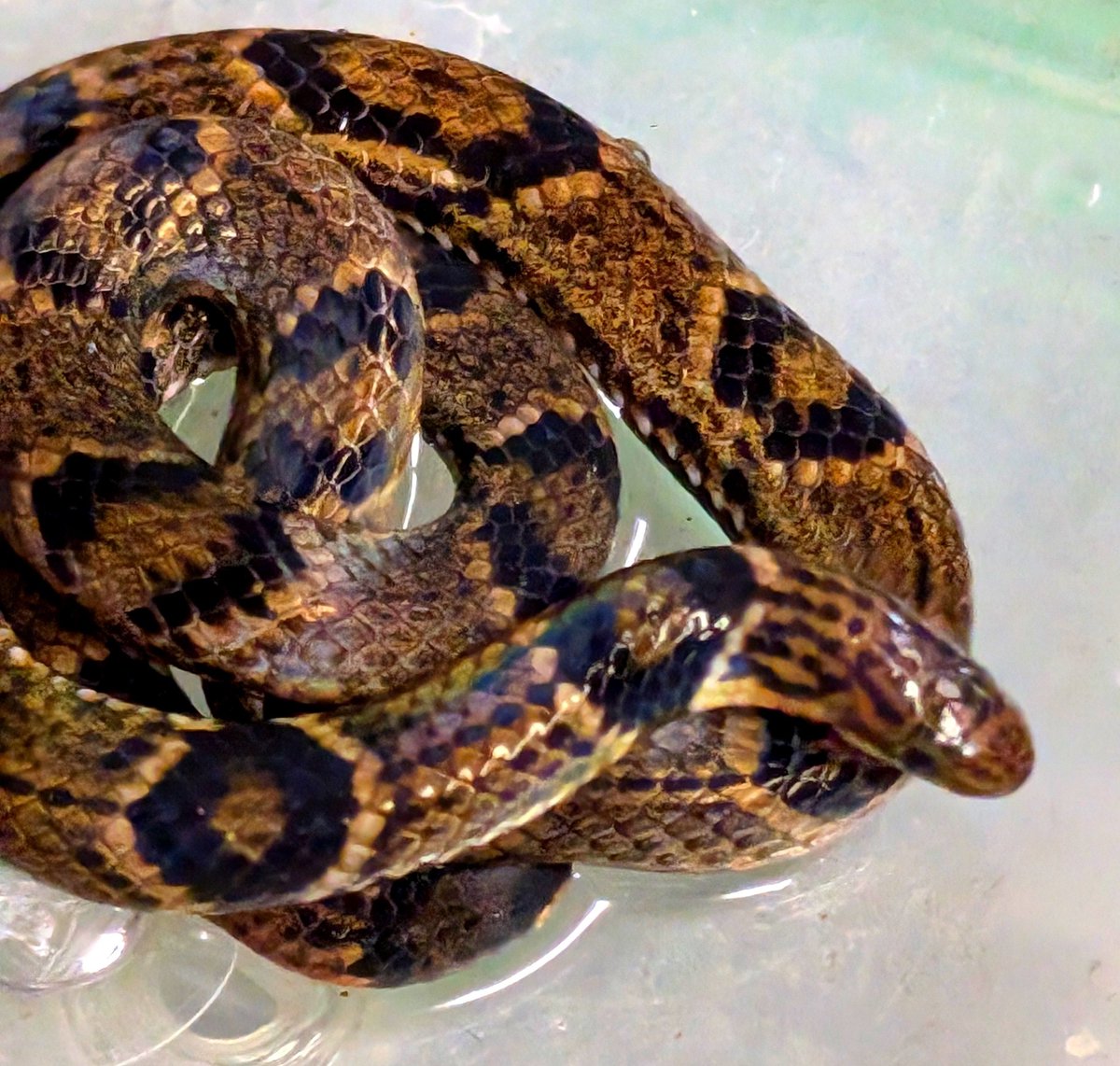 19801970's tweet photo. リンネヒメヘビ（Calamaria linnaei）インドネシアＷC/ヤングアダルト/激珍！！/良い！！

こーれーは凄いーゾー（激驚）！！！←Mr.味っ子の味皇風味皇
（笑）！！
毒蛇や錦蛇の様な模様をしたリンネヒメヘビが入荷！！
リンネヒメヘビ自体が日本には殆ど輸入例の無い種類ですが…調べてみると色彩や模様にバリエーションがある様なんですが、今回入荷した個体はリンネヒメヘビというよりは同属別種であるボルネオヒメヘビ（Calamaria bormensirs）っぽい感じですねぇ…(^_^;)
しかし、ヒメヘビでこんな美しい模様のものがいるのを見ると年甲斐もなくワクワクしてしまいますねぇ…（笑）！！
飼育は高温と乾燥に注意して、餌はミミズを与えます。
ヒメヘビ類は野生では体の柔らかい昆虫や昆虫の幼虫を食べる事もあり、飼育下でも活のアカムシ等も食べる個体もいるそうです。
しかし、この個体は凄く良い！！