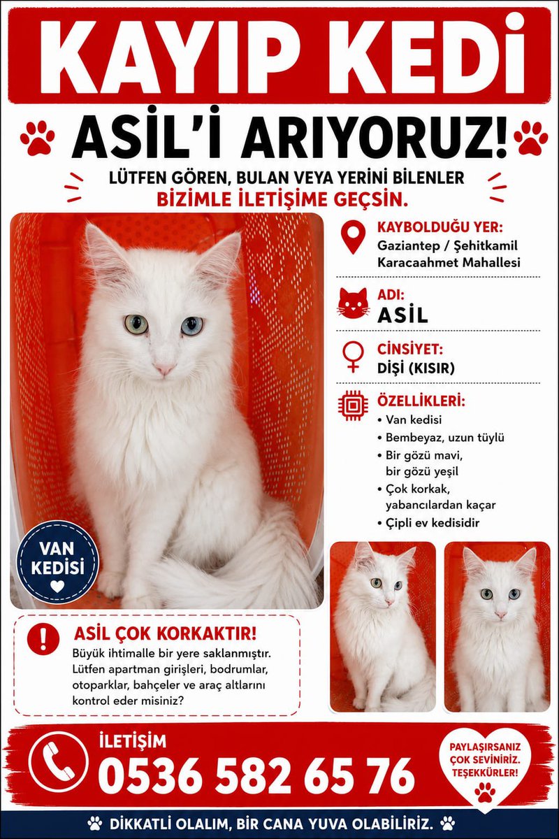 AsliBilicii's tweet photo. Arkadaşımın kedisi Gaziantep Şehitkamil’de kayıp. Ailecek çok üzgünler. 
Lütfen bulmaları için RT eder misiniz? https://t.co/7QIKcfkdk9