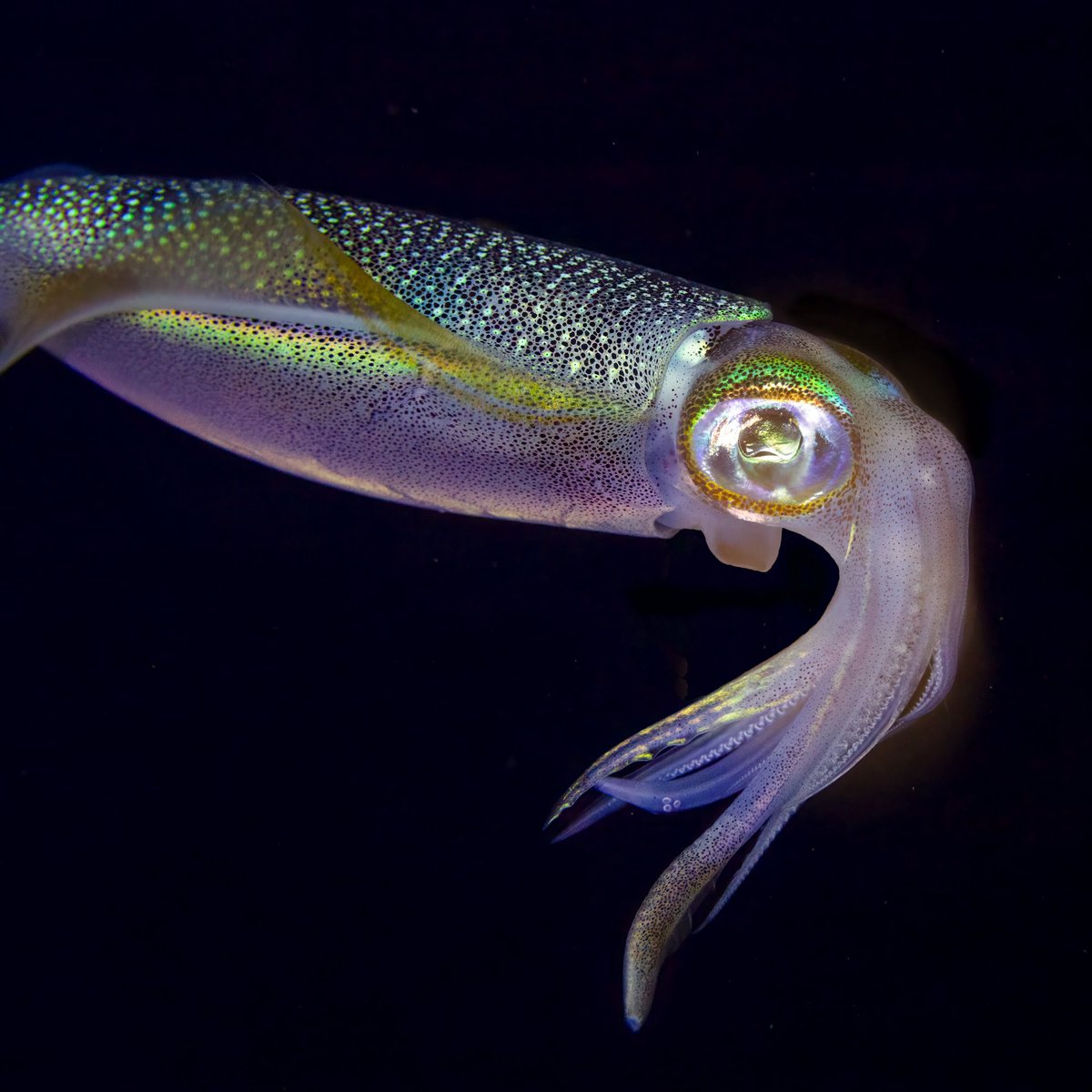 AMAZlNGNATURE's tweet photo. Climate change could impact one of the ocean's smartest animals

A new study found young bigfin reef squid exposed to higher CO₂ levels developed smaller brains, raising concerns about the future of marine life. https://t.co/onUbw41b3i