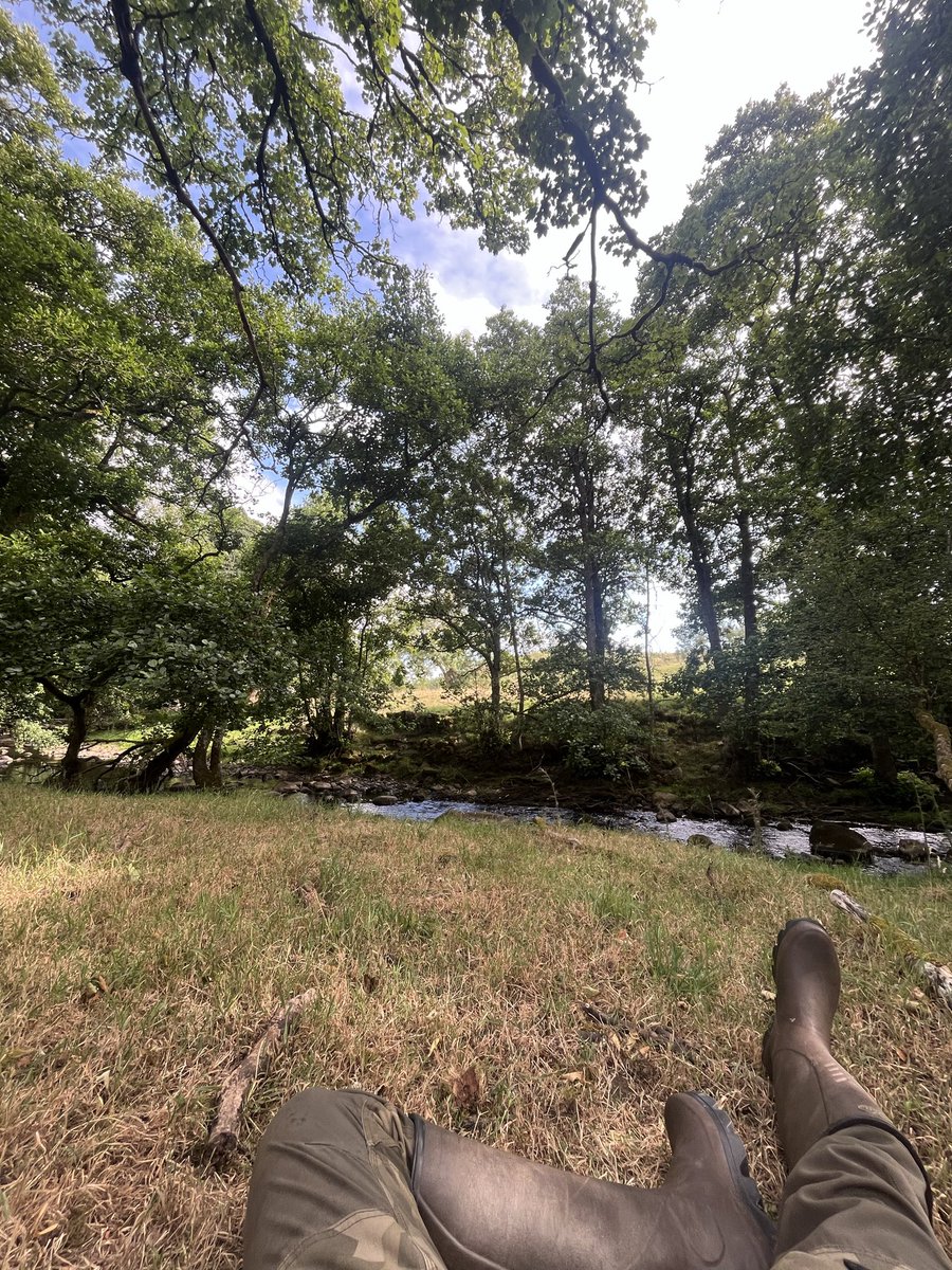 ScarecrowNeste1's tweet photo. Breeding confirmation on another Weardale study site.
10 SpotFly families plus 3 active nests with chicks & a few more individuals alongside a 1km riverine habitat
#SpotFly26
@spotyflycatcher https://t.co/dIIGNvcpbT