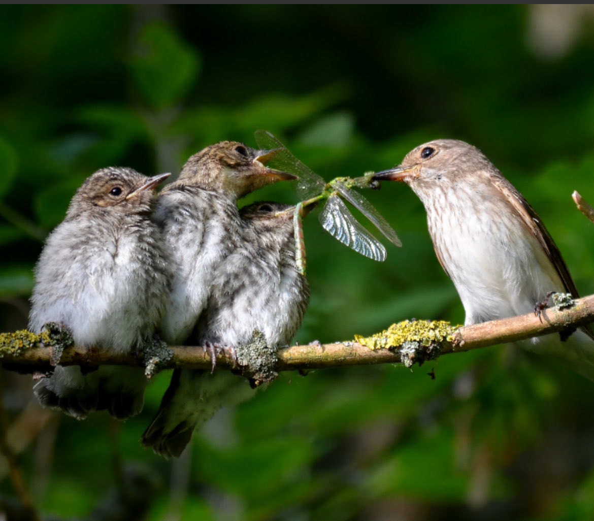 ScarecrowNeste1's tweet photo. Breeding confirmation on another Weardale study site.
10 SpotFly families plus 3 active nests with chicks & a few more individuals alongside a 1km riverine habitat
#SpotFly26
@spotyflycatcher https://t.co/dIIGNvcpbT
