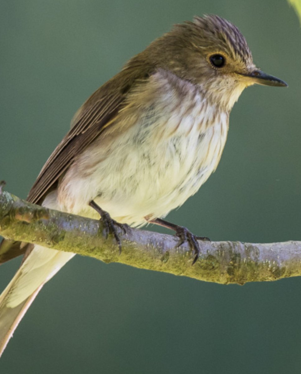 ScarecrowNeste1's tweet photo. Breeding confirmation on another Weardale study site.
10 SpotFly families plus 3 active nests with chicks & a few more individuals alongside a 1km riverine habitat
#SpotFly26
@spotyflycatcher https://t.co/dIIGNvcpbT