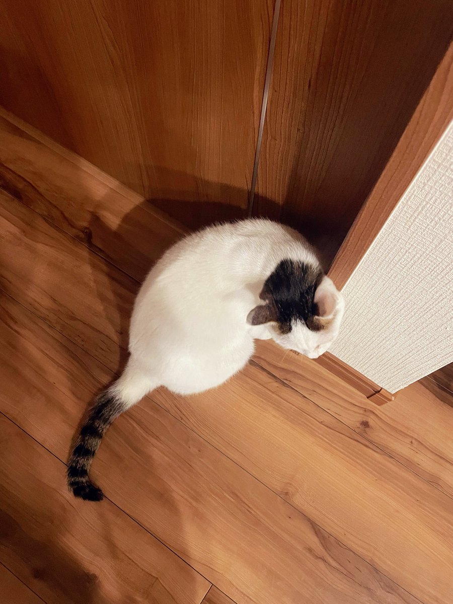 snoopyyy181's tweet photo. 色んないろんな悩みをすっ飛ばして健康と自律神経に悩む夏
体力って大事　
楽しい生活には体力 https://t.co/hFcCWQbtVJ