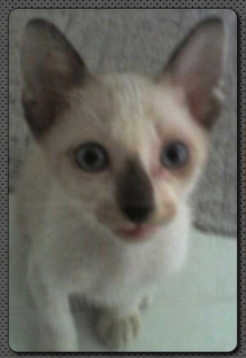 Nutty_090406's tweet photo. จากแมวเด็กตัวจิ๋วที่มาอยู่ตรงล้อรถพอดิบพอดี จนกลายเป็นแมวยักษ์หนัก9กิโล นอนด้วยกันเกือบทุกคืนเป็นเวลา12ปี จนตอนนี้พี่ไปวิ่งเล่นบนดาวแมวนานละ แม่ก็ยังคิดถึงพี่จิตลอดนะ https://t.co/1j66PypBoQ
