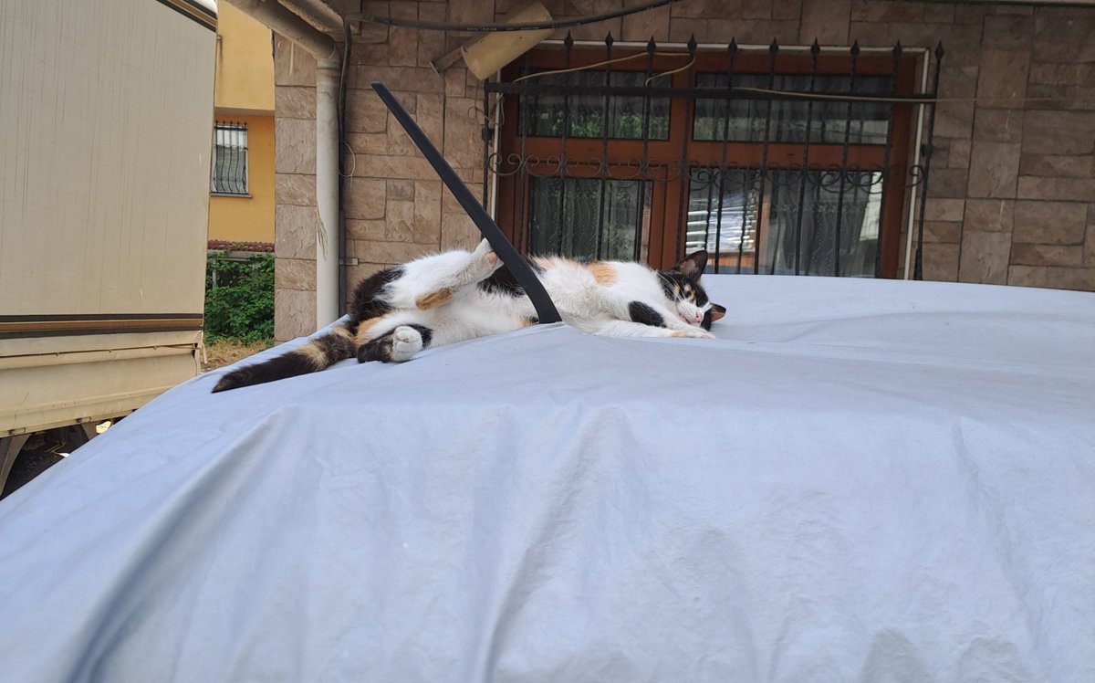msknkng's tweet photo. Dünyanın en keyif pezevengi canlısı https://t.co/HfUtdMs8Hs