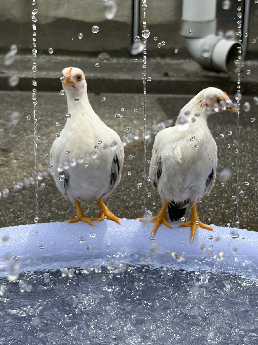 pipipimimimi3's tweet photo. うにちゃん🐔

プールはいったわよ〜
ちゅめたいわね〜
うしろにセラマもいたわよ〜

 #チャボ
 #にわとり
 #セラマ
 #プール https://t.co/xtn0mftBOV