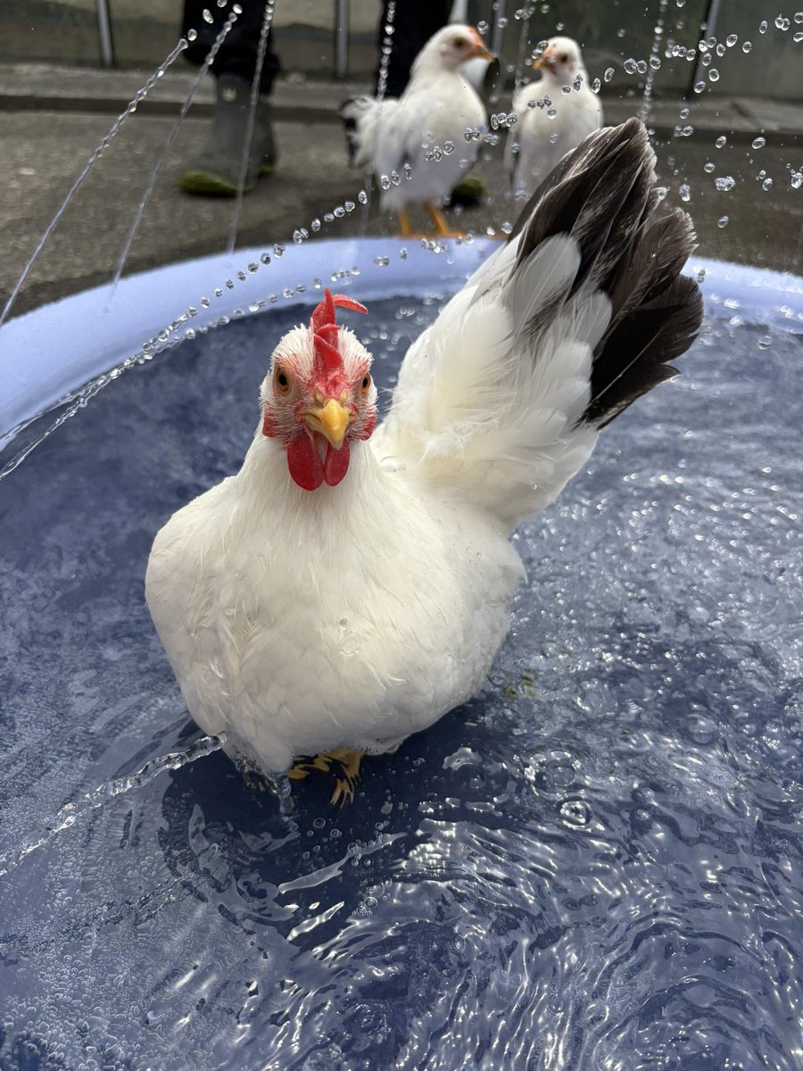 pipipimimimi3's tweet photo. うにちゃん🐔

プールはいったわよ〜
ちゅめたいわね〜
うしろにセラマもいたわよ〜

 #チャボ
 #にわとり
 #セラマ
 #プール https://t.co/xtn0mftBOV