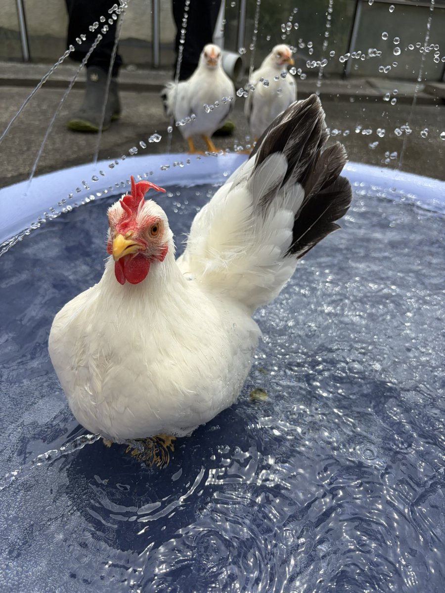 pipipimimimi3's tweet photo. うにちゃん🐔

プールはいったわよ〜
ちゅめたいわね〜
うしろにセラマもいたわよ〜

 #チャボ
 #にわとり
 #セラマ
 #プール https://t.co/xtn0mftBOV