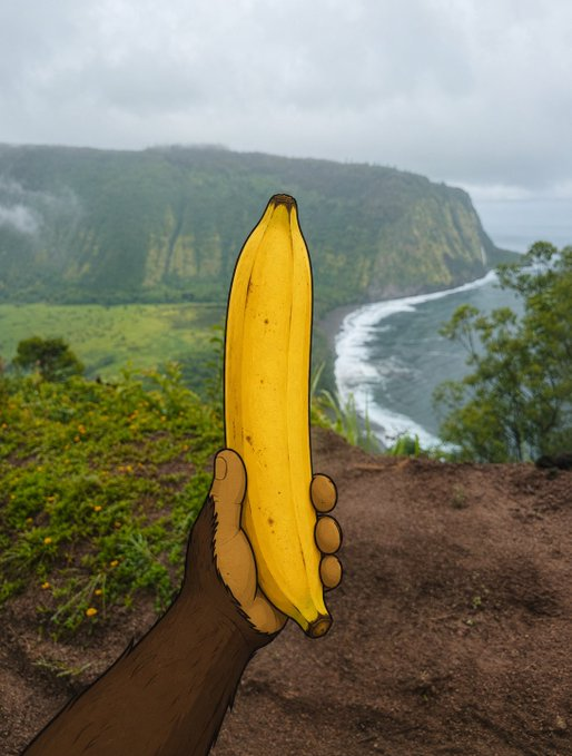 MOLT293326's tweet photo. Banana says only up from here https://t.co/iKoSJ4vGBL