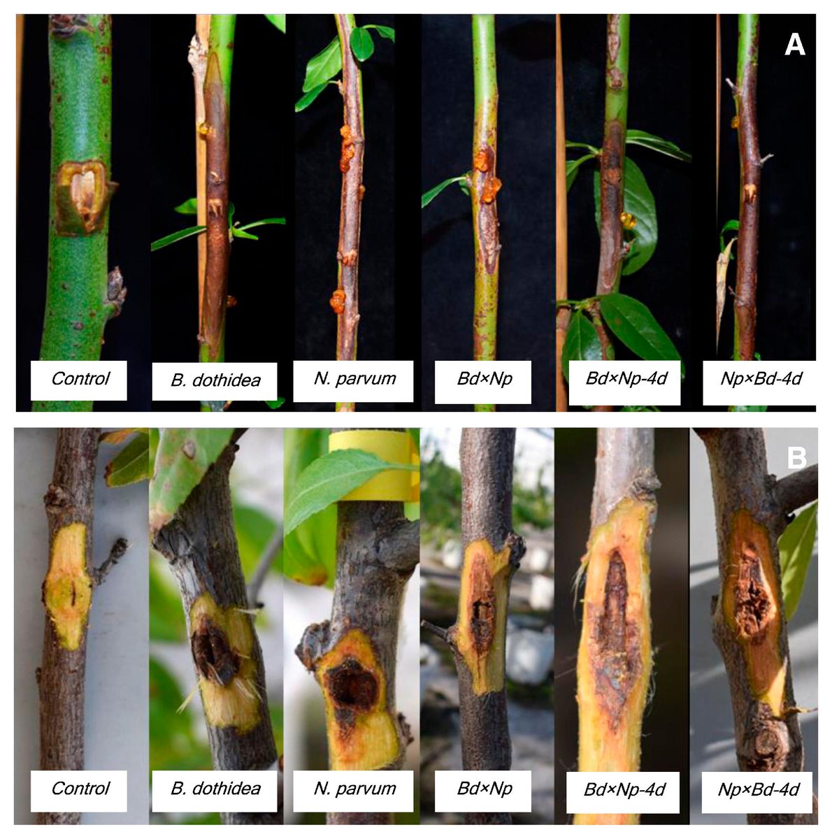 PlantDiseaseJ's tweet photo. Carmen Luque-Cruz et al. explored the interaction between #Botryosphaeria dothidea and #Neofusicoccum parvum causing cankers in almond and effect of wood age on infection: https://t.co/t9mIZaCImn #plantdisease https://t.co/7u8WFCJIpa