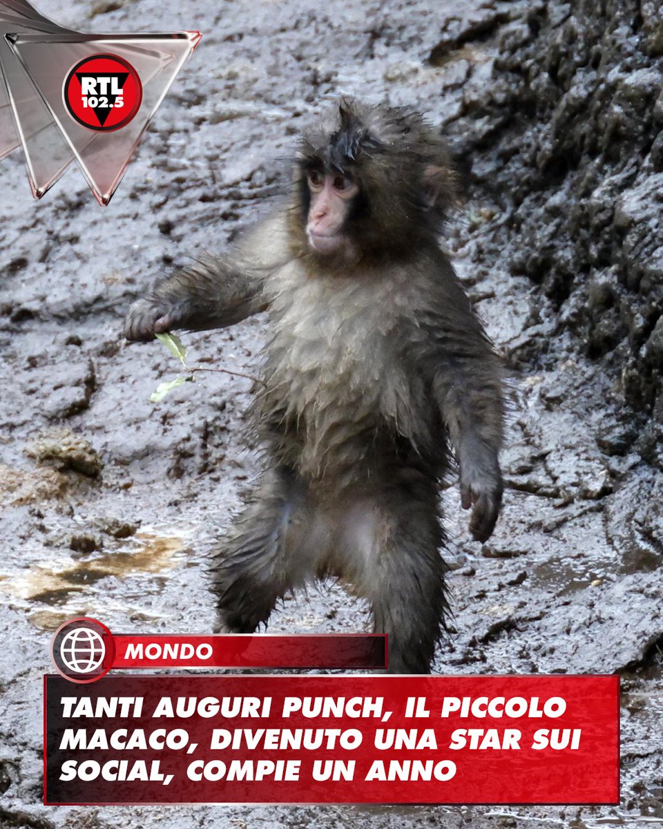 rtl1025's tweet photo. 🔴 Punch, il macaco giapponese diventato celebre sui social per il legame con un peluche a forma di orango, festeggia il suo primo compleanno. Nato il 26 luglio 2025, oggi è in buona salute e, secondo i responsabili dello zoo di Ichikawa, nei pressi di Tokyo, sta riuscendo a inserirsi sempre meglio nel gruppo di macachi con cui vive.

La sua vicenda, condivisa attraverso i social, aveva commosso milioni di persone in tutto il mondo. Poco dopo la nascita, infatti, era stato respinto dalla madre e aveva faticato a trovare un posto tra gli altri esemplari. In quel periodo, Punch aveva trovato conforto in un peluche, diventato il simbolo della sua storia. Da febbraio lo zoo ha continuato a condividere video e aggiornamenti sulla sua crescita sempre attraverso i canali social.

📸 Ansa / FRANCK ROBICHON