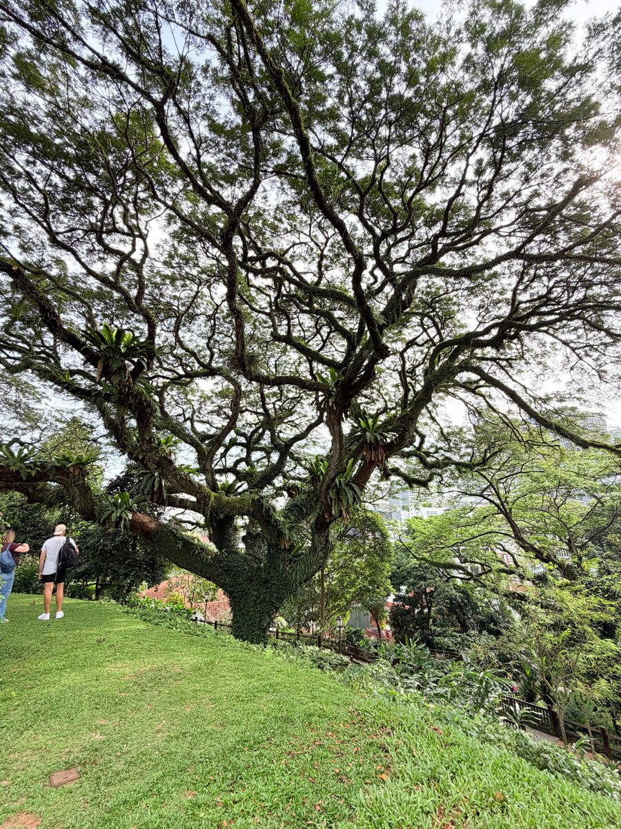 CheyenneNe6476's tweet photo. The trees in Singapore are so resilient!

#park#photography https://t.co/K03psnHnCb
