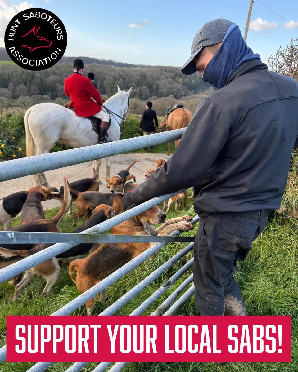 HuntSabs's tweet photo. As hunts are gearing up to kill wildlife, so are sabs gearing up to stop them.

On 1st August the stag hunting season will begin again in the south-west, and later in August the fox-cub hunting season will begin across the UK.  

This maybe your last chance to help us to stop them before a proper ban puts paid to their sick sport for good, they’ll be on the rampage to kill as much as they can before the law changes.

Find your local sab group in the link below and support them in whatever capacity you can as they go out every week to put themselves on the line between the perverted thugs and the tormented wildlife. Sabs will need boots on the ground like never before, but they’ll also need drivers, navigators, drone pilots, fundraisers and donors - please help them.

https://t.co/lthiV2Co4w

Image credit: Devon County Hunt Saboteurs.