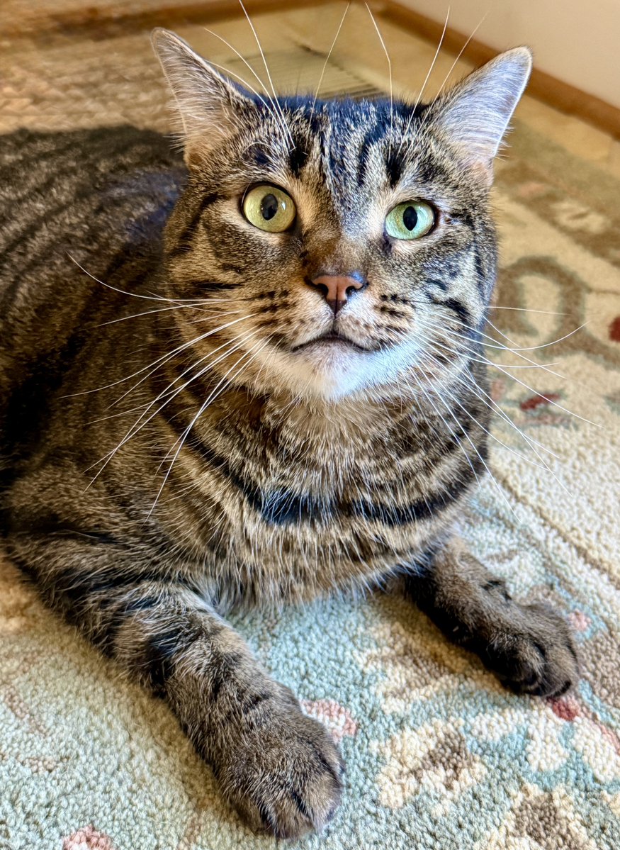 MissyBBBobtail's tweet photo. There should be an alarm that sounds like a cat about to throw up on the carpet. We would all get up ASAP. https://t.co/wuIjZHAaCY