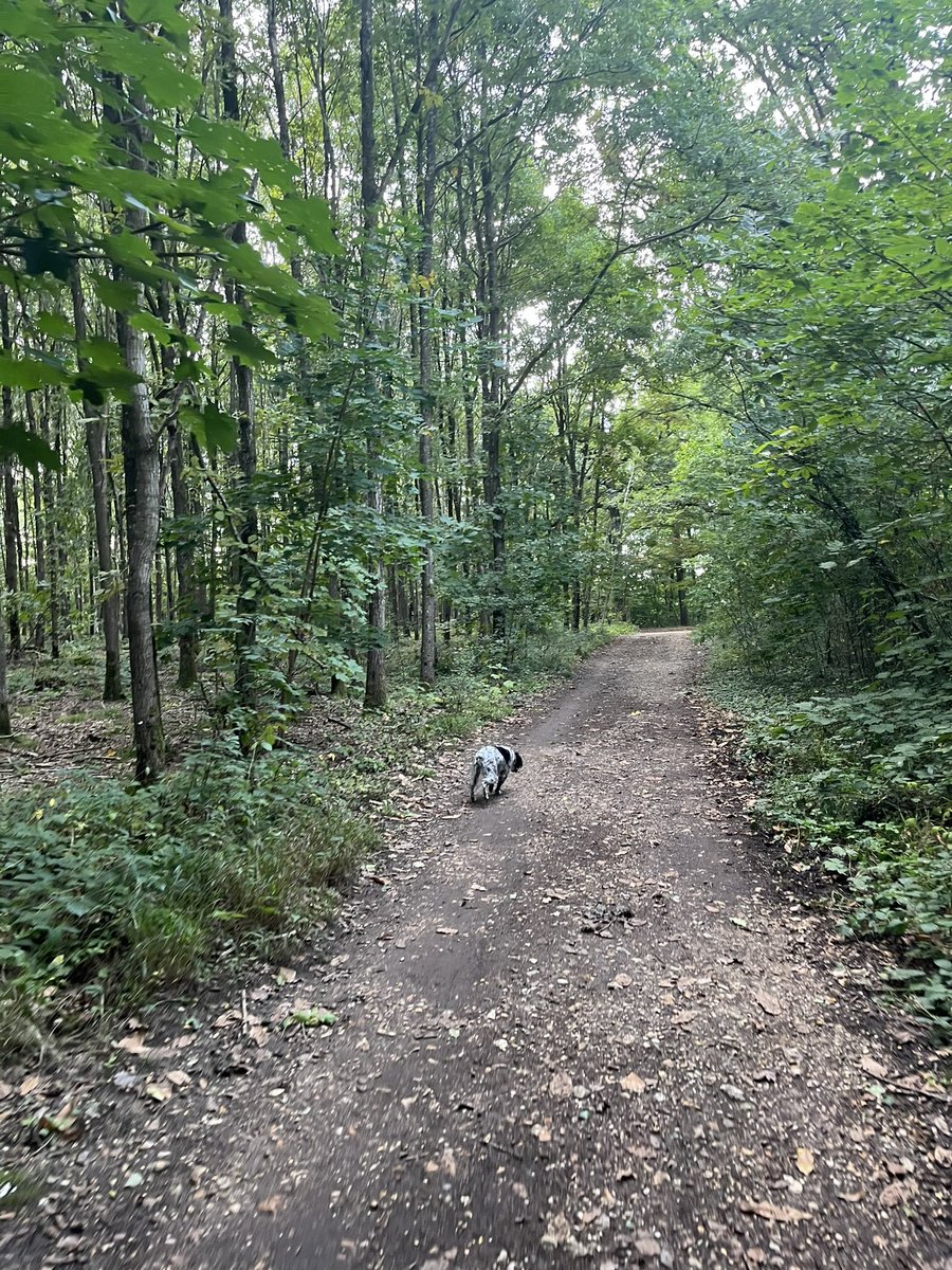 Aurin_Leon's tweet photo. Les habitants de la 8e circonscription 92 tiennent à leur joyau, cette forêt majestueuse où vivent de nombreux animaux sauvages et où nous aimons nous promener.
Merci @PompiersParis pour votre efficacité et aux personnes qui ont donné l’alerte.
Infinie reconnaissance 🚒🙏 #Meudon https://t.co/2swZmjjuXf