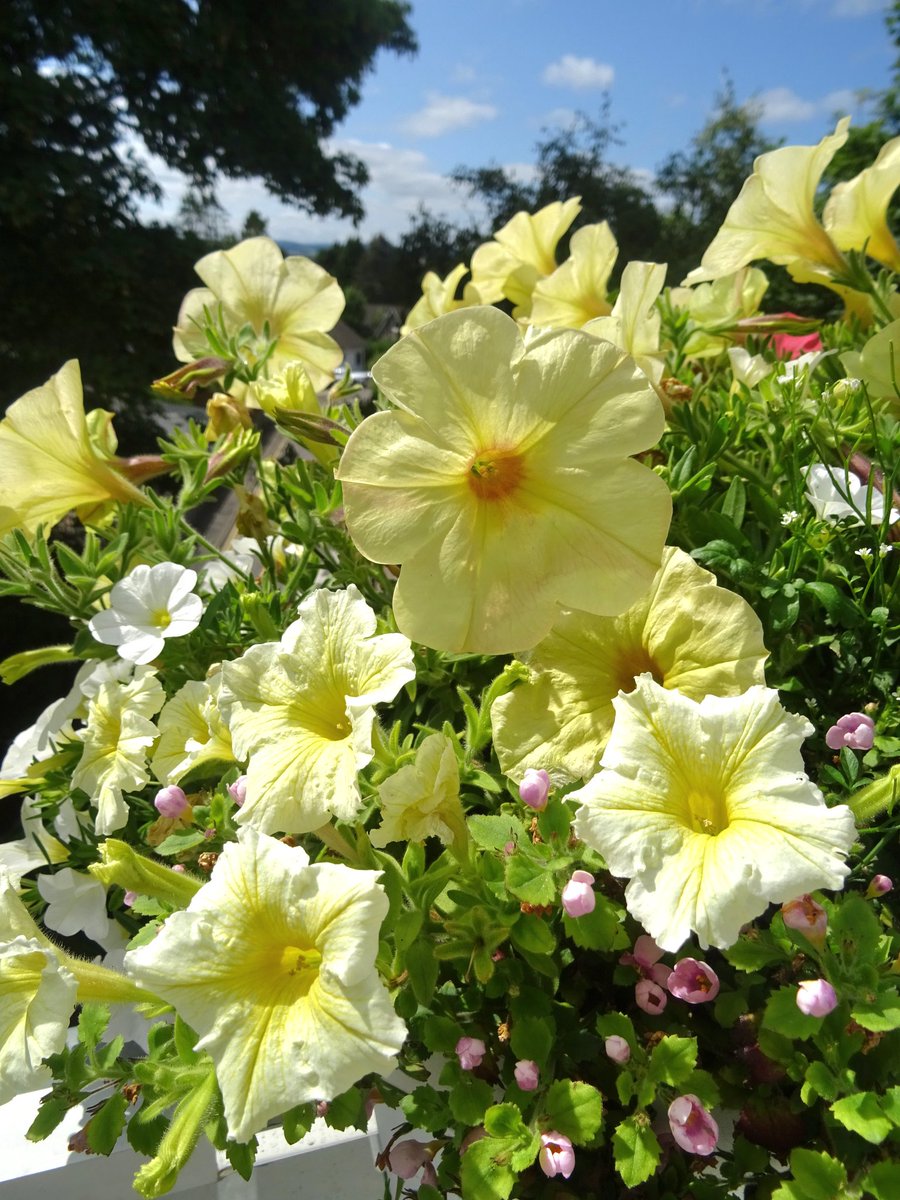 niaga_hijau's tweet photo. Sunny-Yellow #Petunias
"It is the colour closest to light.
In its utmost purity it always
implies the nature of #brightness
and has a #cheerful, #serene,
gently stimulating character."
Goethe #quote
#SundayYellow #sundayvibes
#nature #flowers #photography
#naturelovers .. ๐ฑ๐๐ https://t.co/mThmeUWHMd
