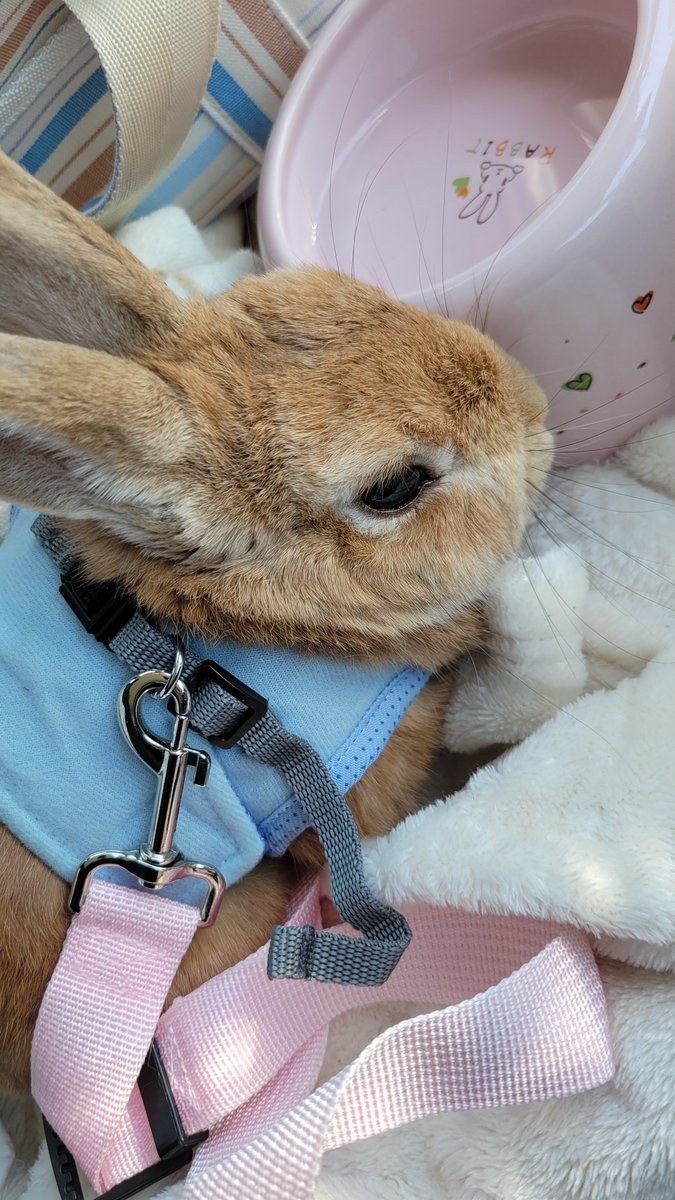 phalae0918's tweet photo. ぐりこしゃんがお月様への旅支度を始めてしまいました。
メラノーマがリンパ線に転移。今日レントゲンで肺に転移している事が分かりました。
抗癌剤は残念ながら期待した程の効果は得られず。
余命1ヶ月。恐れていたその日が刻一刻と近付いています

#うさぎ　#メラノーマ https://t.co/Yx4RkZ7gV3