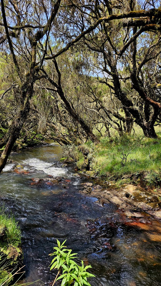 carolmusyoka_'s tweet photo. 1. this river with no name 😮‍💨 https://t.co/NiB02qoSRv