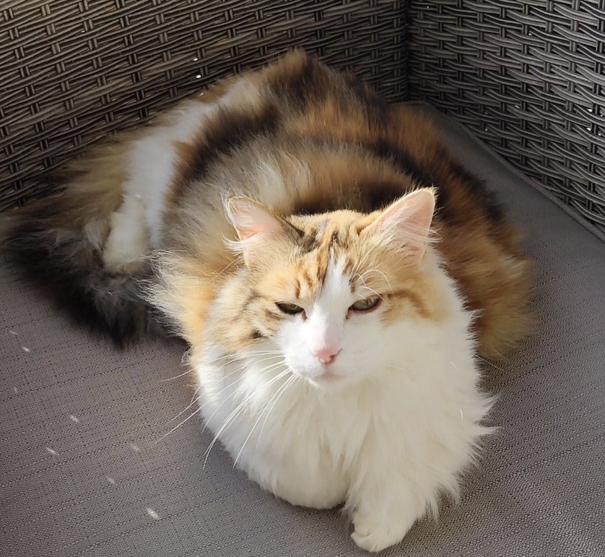 MissingTarn81's tweet photo. 26.07.26 Perdue chatte tricolore, poils mi-longs, à Cunac. "Samba". Identifiée. Contact : https://t.co/rLZyNMu4Tq #Tarn #chat https://t.co/sE0XmgRYvz