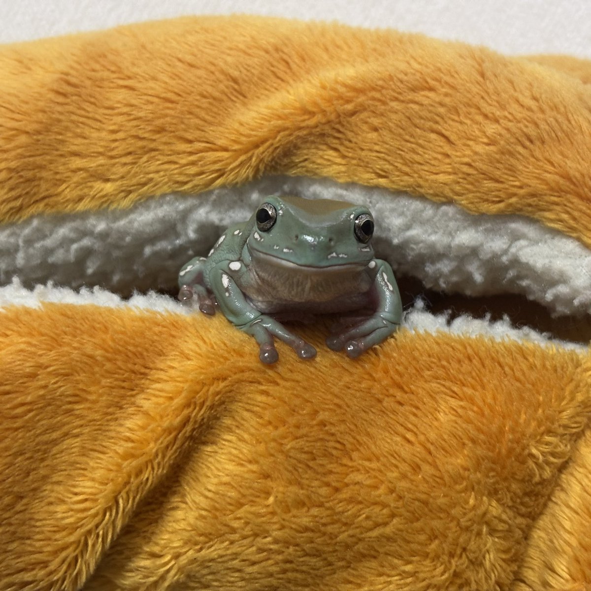 suiath_frog's tweet photo. こんにちヮ https://t.co/uSXrvkk06Q