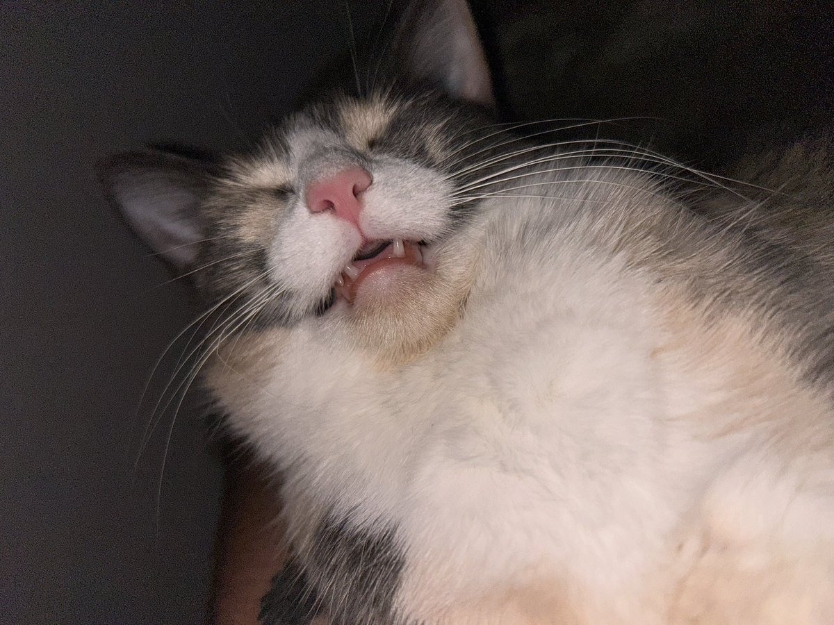 oreoeocat's tweet photo. Straight up gabbing it https://t.co/unrnuutYy9