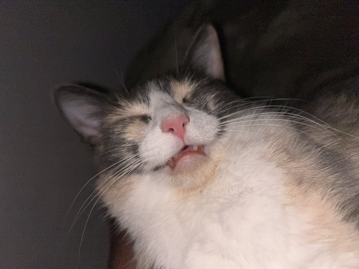 oreoeocat's tweet photo. Straight up gabbing it https://t.co/unrnuutYy9