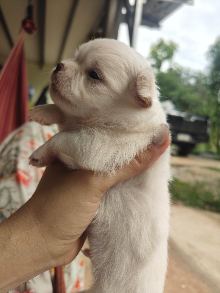 vivienneufeld's tweet photo. #น่ารัก https://t.co/2RlPOAXa1f