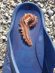 CalabriaRegione's tweet photo. ⚠️ attenzione pericolo sulle spiagge calabresi aumentano.....ALTRO https://t.co/p30rrIvLMO https://t.co/YZQFwGT7WE