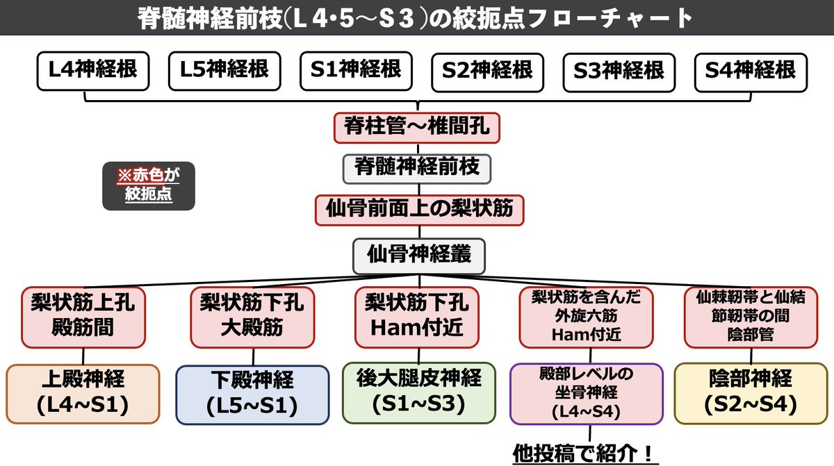 mori_pt_gbc's tweet photo. ✅腰部脊柱管、椎間孔狭窄における知見のまとめ
・神経根〜抹消に至る神経の絞扼点
・姿勢における脊柱管内圧の変化
・保存的治療の限界点

狭窄における治療の知見を深めたい方、改善しない下肢痛の治療に難渋している方に向けてお話しします🔥

セミナー参加はこちら！
 https://t.co/m6jgBd9tY4 https://t.co/FxVXyB17xU
