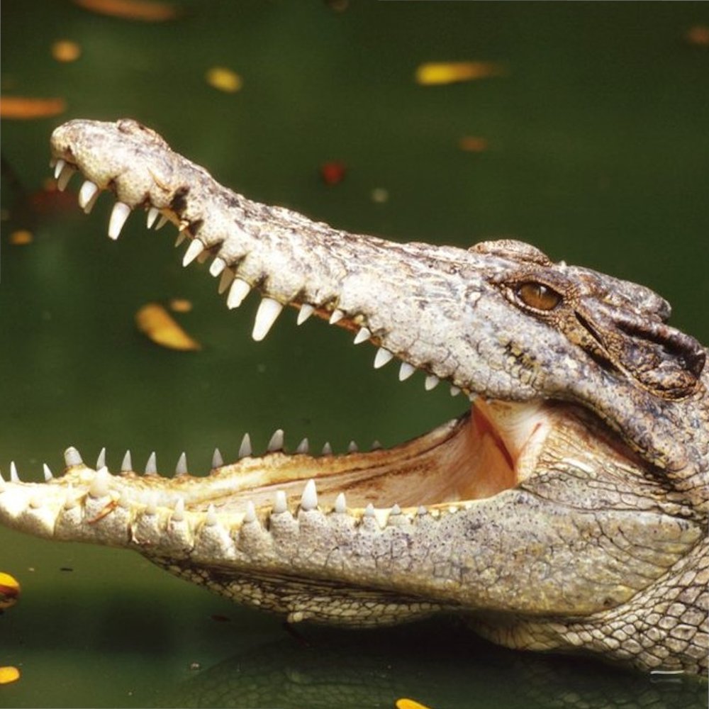 AMAZlNGNATURE's tweet photo. Crocodiles don't cry because they're sad

Their tears help protect and lubricate their eyes, and can even overflow while they're eating https://t.co/9u0k2dCDeo